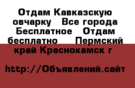 Отдам Кавказскую овчарку - Все города Бесплатное » Отдам бесплатно   . Пермский край,Краснокамск г.